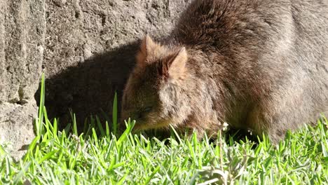 quokka munching on grass near a wall