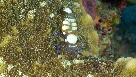 very small glass anemone shrimp crawling on young anemone tentacles