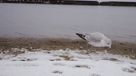 Small-seagull-wandering-a-snowy-beach,-pecking-at-pebbles,-with-more-birds-out-of-focus-behind-it