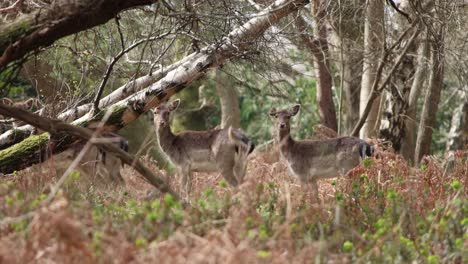 deer in the new forest clip 3