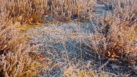 frozen heathland landscape at hoge veluwe national park