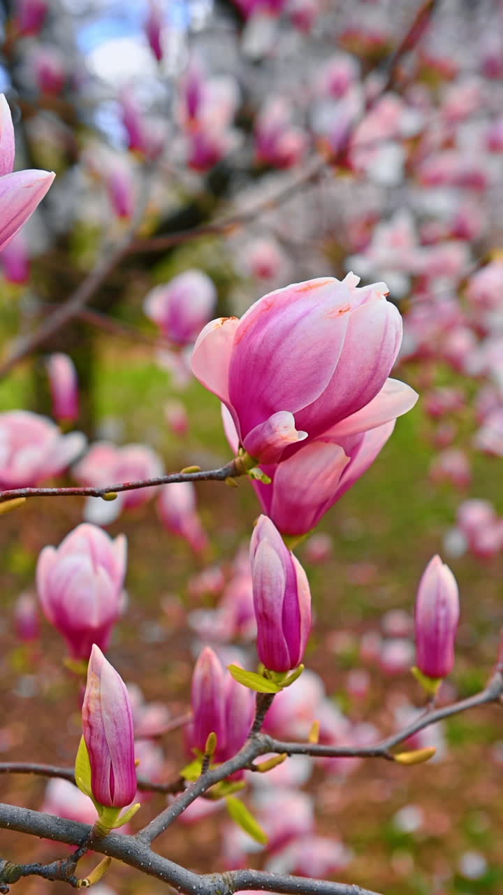 Beautiful big flower of magnolia tree. Blossoming tree in spring. Close up. Vertical video