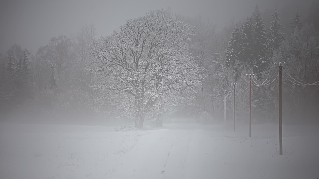 Static timelapse of a frozen row of high power pylons leading through trees during a snowstorm in winter