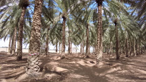 palm tree plantation under a beautiful sky