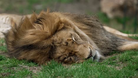 adult male lion sleeping on ground with grass