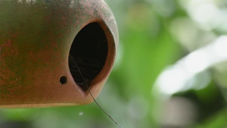 Pájaro-Reyezuelo-Del-Sur-Usando-Un-Nido-Artificial