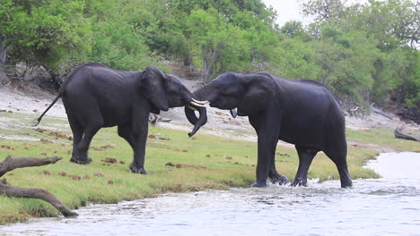 two grappling african bush elephants emerge from the chobe river