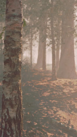 un bosque lleno de muchos árboles cubiertos de niebla