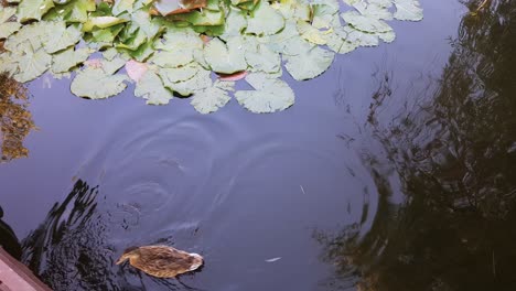 patos nadando juntos en un lago con hermosas hojas y colores