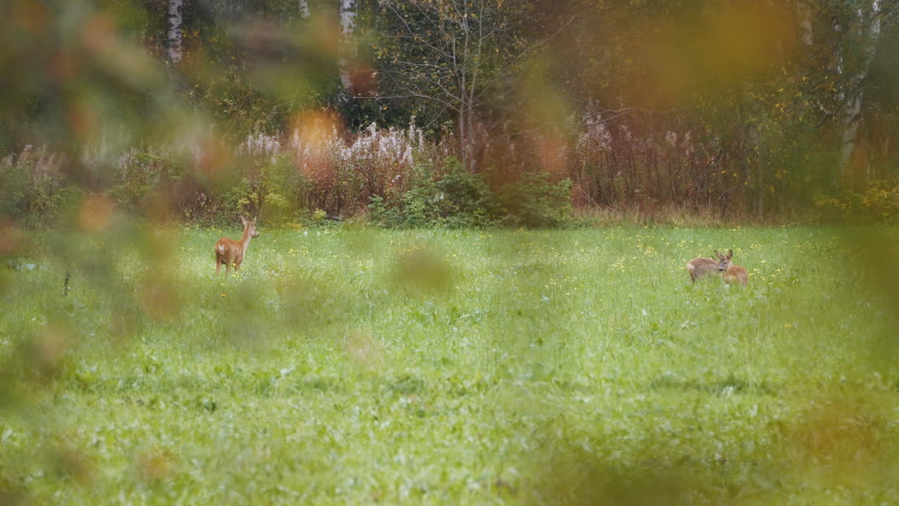 Roe deer grazing in a peaceful meadow with autumn trees in the distance, rack focus
