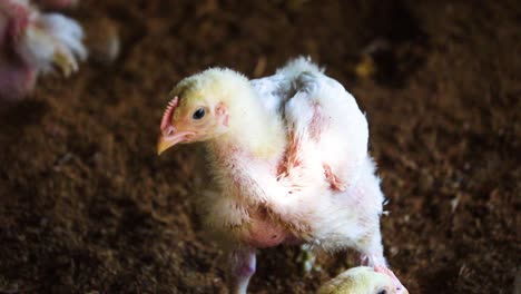 primer plano de un pollito parcialmente emplumado criado en un granero de avicultura industrial