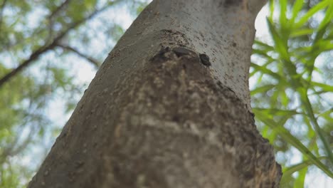 camera going up on the trunk of a tree, closeup of tree trunk