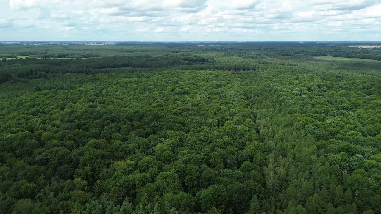 bosque de hoja caduca en un día nublado dolly aéreo inclinación volar ángulo alto
