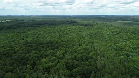 deciduous-forest-on-cloudy-day-aerial-dolly-tilt-fly-high-angle