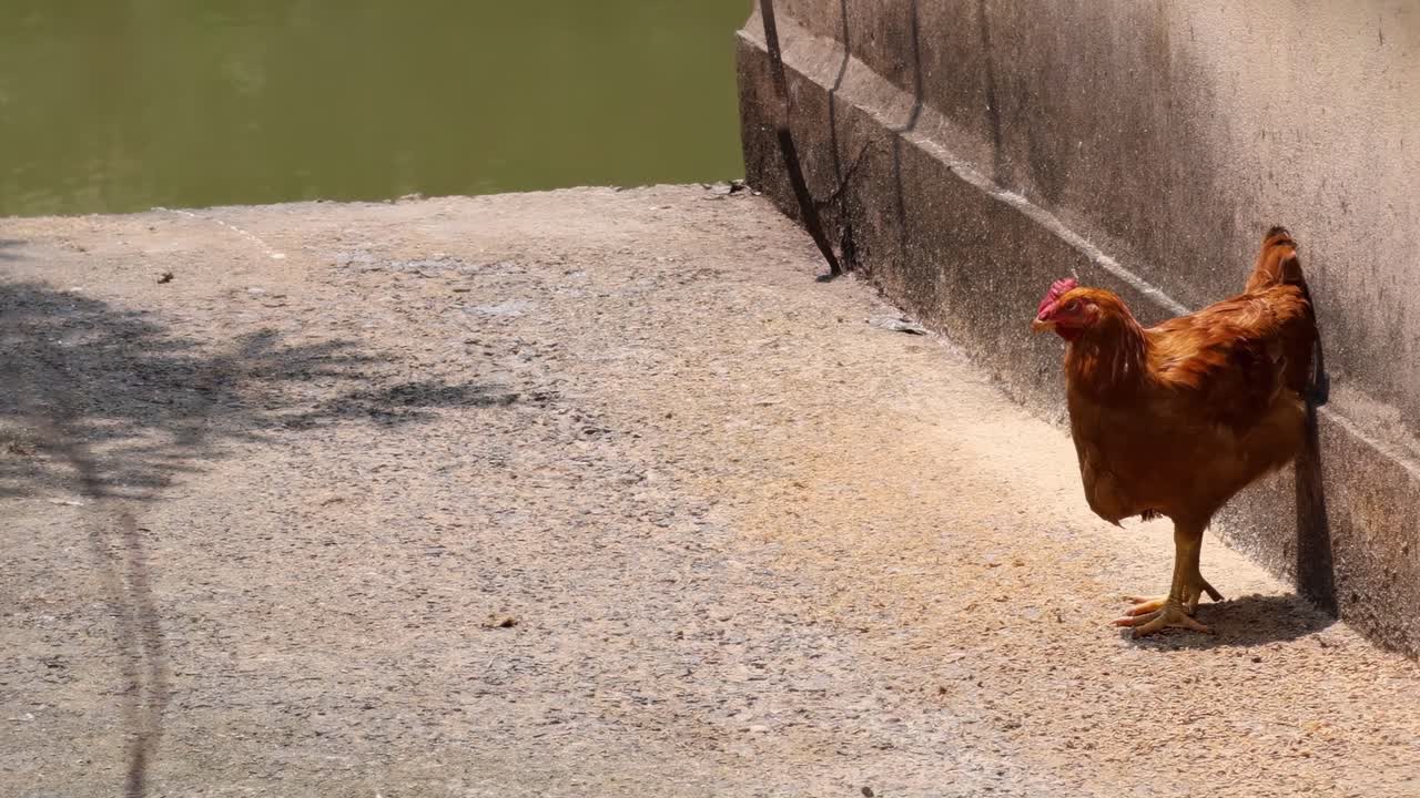 A brown chicken walks along a sunlit concrete path beside a wall, casting a shadow.