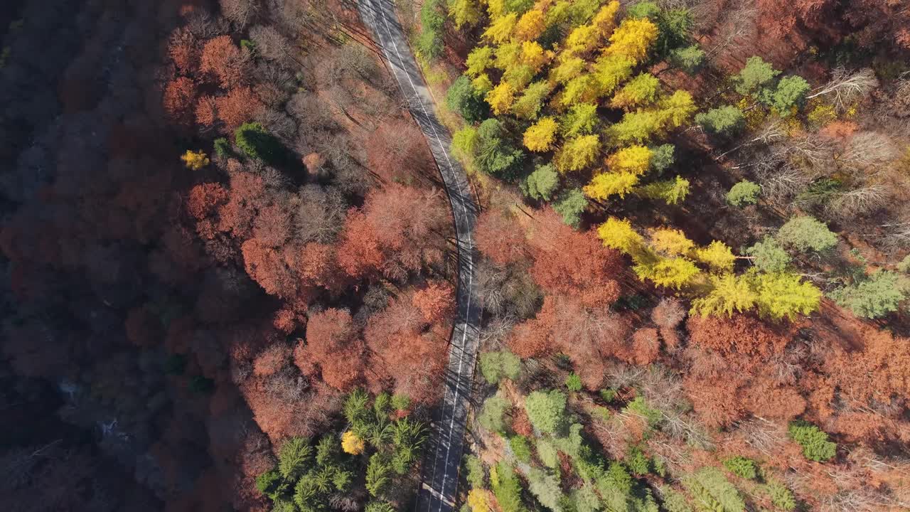 A top-down drone view showing the unique colorful forest and diverse trees of the Rila mountain landscape