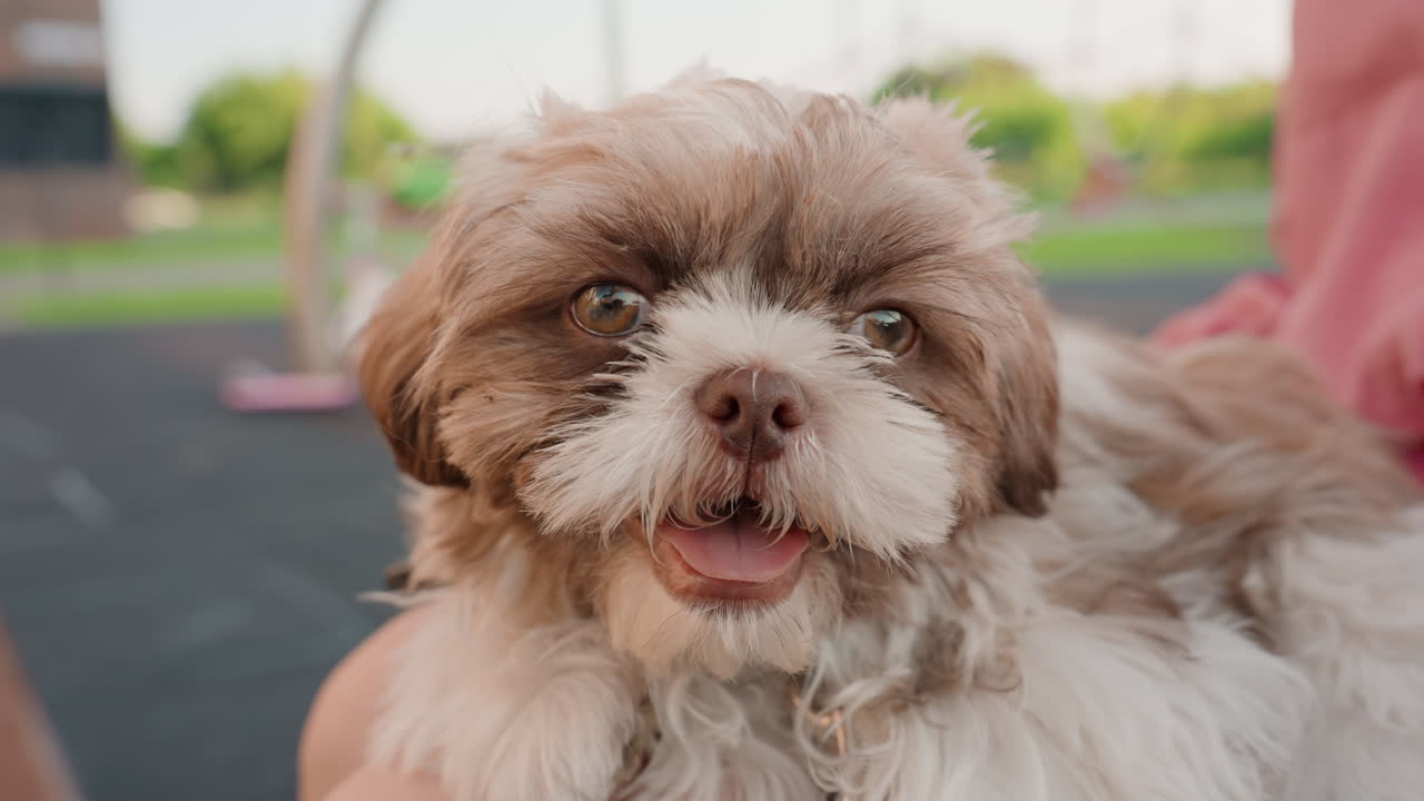 Caucasian Woman Holding Relaxed Fluffy Puppy On Lap, Calm Portrait Closeup, Park Bench Setting, Soft Fur Details, Attentive Brown Eyes, Gentle Urban Oasis, Soothing Companion Moment