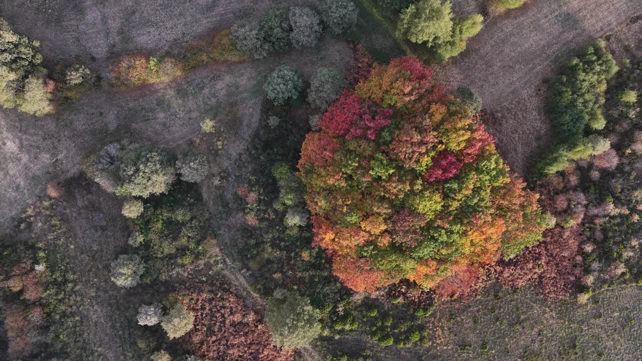 Colourfull patch of trees in autumn