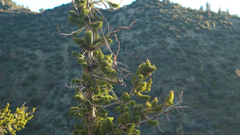 Closeup-from-ancient-bristlecone-pine-tree-with-mountain-in-background-in-forest,-California,-United-States