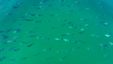 escuela de peces cerca de la superficie vidriosa en un día tranquilo