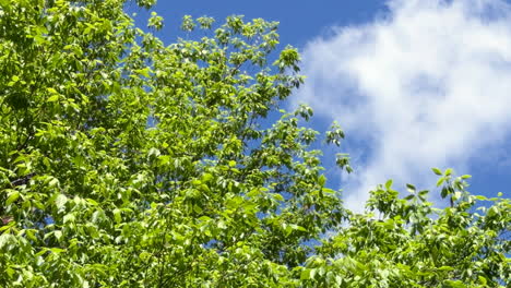 detailed close-up of lush green tree leaves moving softly in the breeze under a bright blue sky. natural peaceful background ideal for nature-themed projects, relaxation, or eco-friendly concepts.