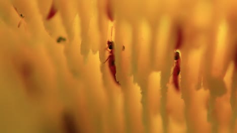 Marvels-of-nature:-Termites-in-acction