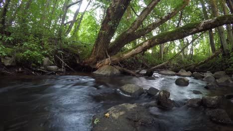 Timelapse-En-Movimiento-Del-Pequeño-Río-De-Truchas-Rápidas