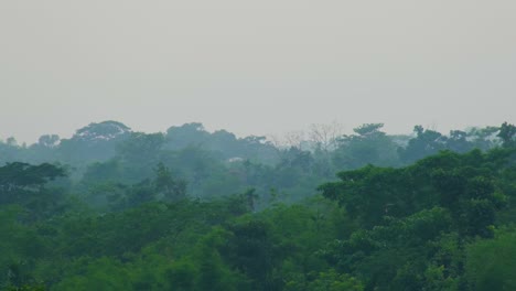 Exuberante-Vegetación-De-La-Selva-Amazónica-En-Un-Día-Brumoso---Ampliar