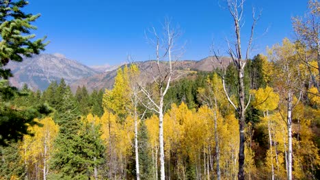 flying through the pine branches to reveal the yellow autumn leaves of an aspen grove in the mountains