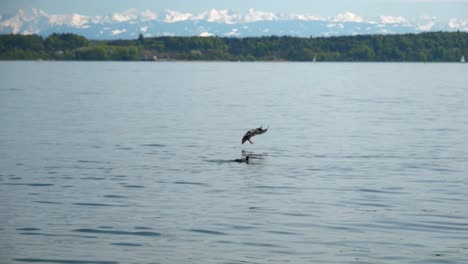 Pato-Aterrizando-En-El-Agua,-Nadando-En-El-Lago-Con-Montañas-Nevadas-Detrás-Del-Lago-Biel-Suiza