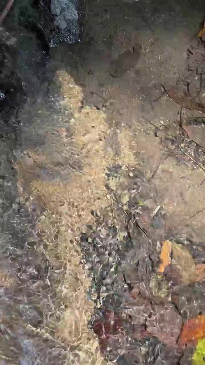 Klares Wasser fließt über Kieselsteine in einem kleinen Bach