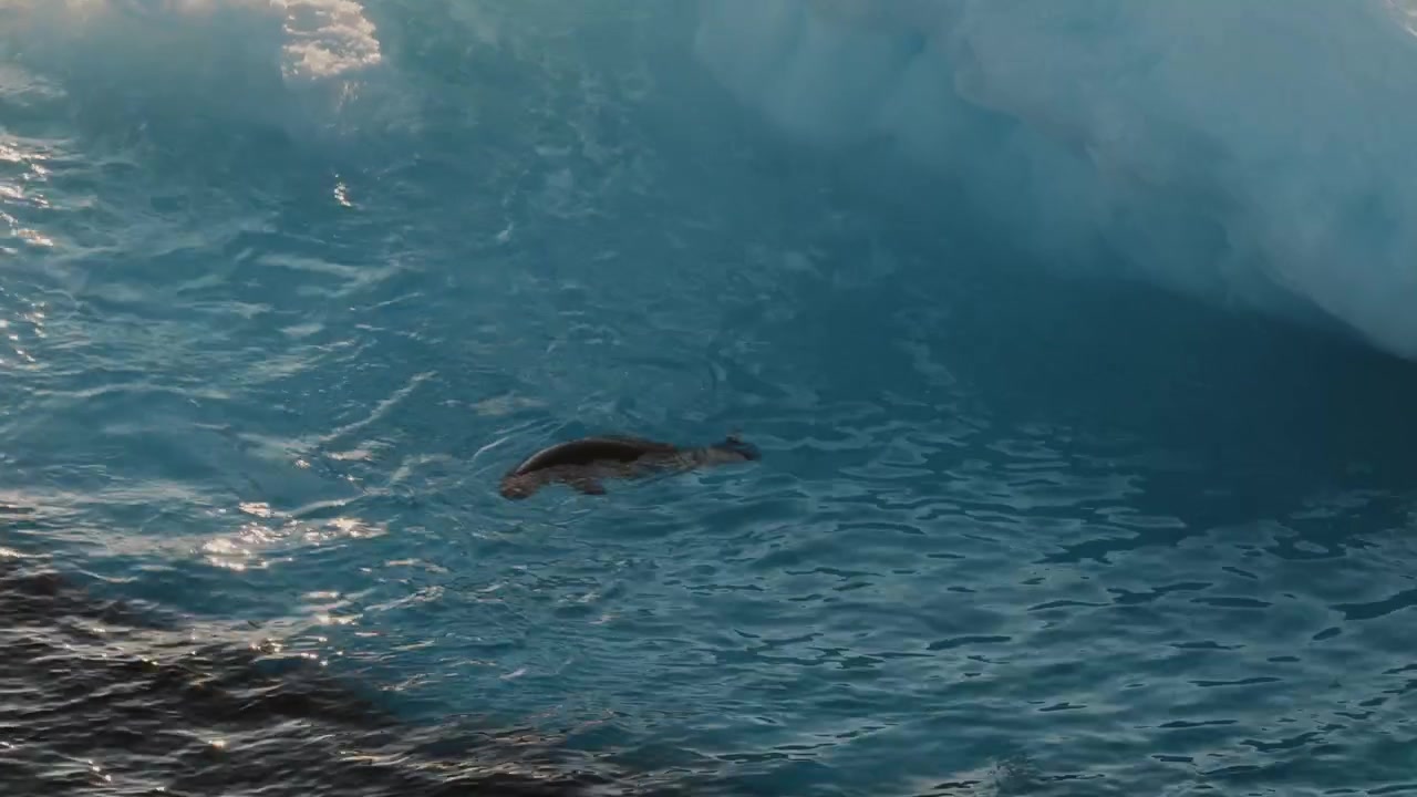 Wild seal swimming beside a melting iceberg in clear blue Arctic ocean waters.