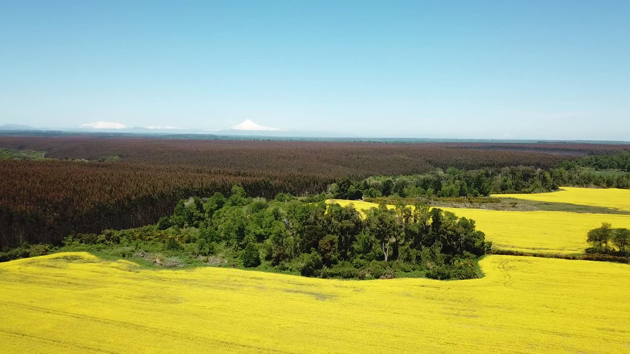 Aerial View of Big Yellow Flower Field in Countryside of Chile. Canola Oil Vegetable Plantation and Forest