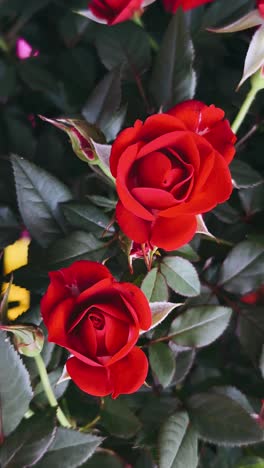 close-up of red roses