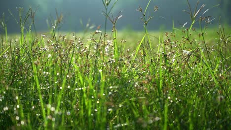 Dew-fell-on-the-Durba-grass-in-the-morning-1