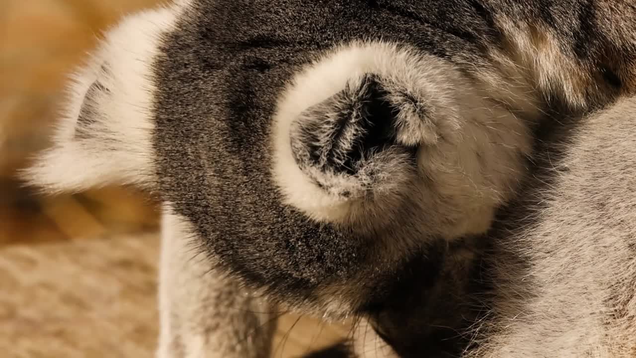 Detailed view of a lemur's head and ears as it cleans its soft grey fur