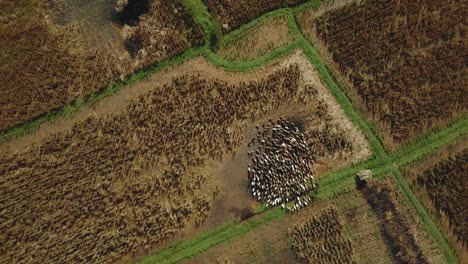 video de 4k de patos drones corriendo unos alrededor de otros en un campo de arroz