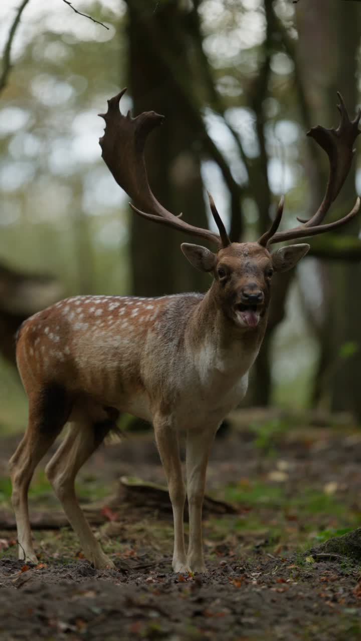 Fallow deer in the middle of the forest while barking at the camera, vertical shot closeup