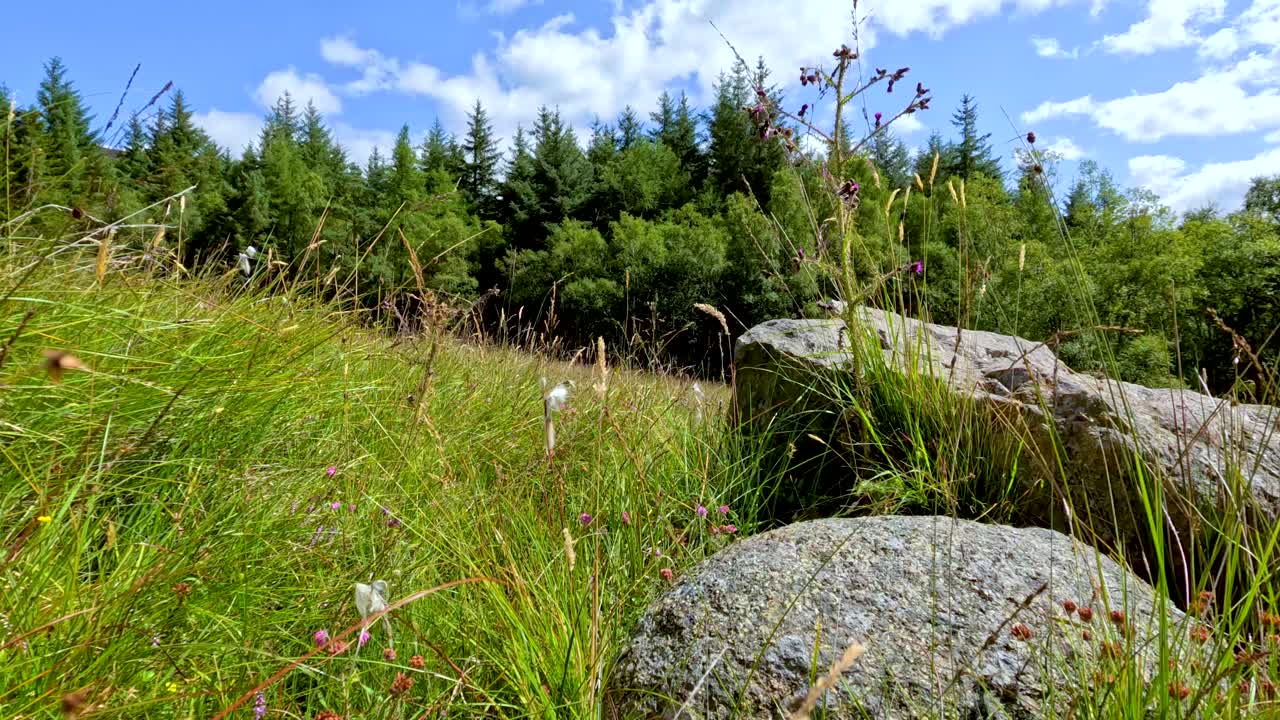 Low-angle camera moves through tall grass and wildflowers past granite rocks on a sunny hillside, with dense forest and blue sky in the background
