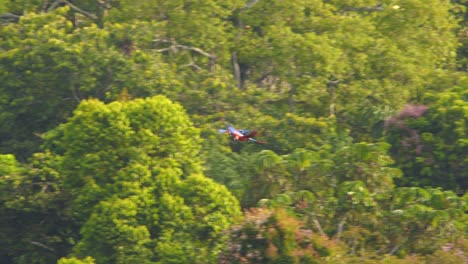 pair of scarlet macaws flying together over the rain forest canopy in the sunny morning light