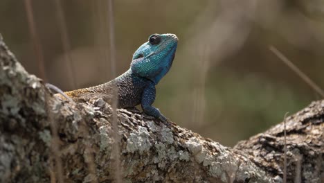 blue headed agama tree lizard on sunny tree with grasses in foreground