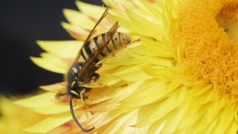 a european hornet collects pollen from a vibrant yellow flower. macro closeup highlights insect details, natural lighting, and shallow depth of field
