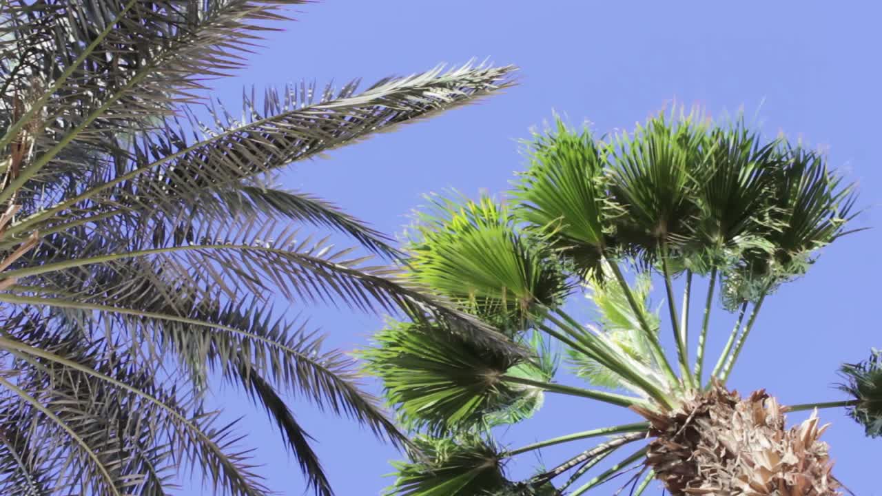Due diversi tipi di palme mosse dal vento.