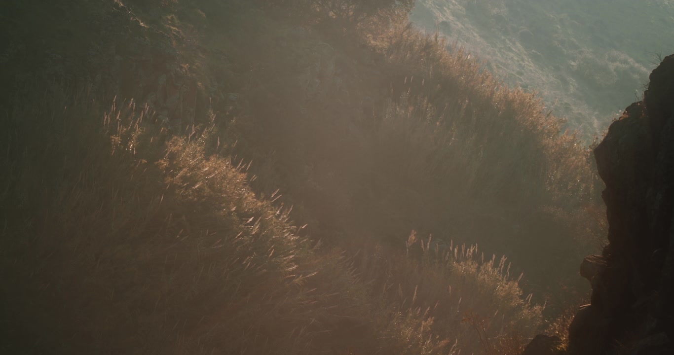 Sun rays shining upon dried weeds