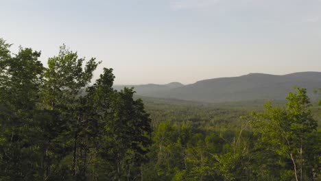 Spectacular-aerial-view-ascending-below-magnificent-lush-trees-looking-over-vast-wilderness