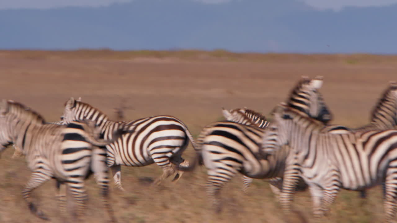 Ripresa panoramica estremamente ampia di zebre che inseguono un ghepardo nella savana.