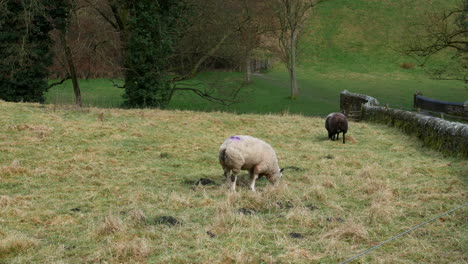 Two-sheep-grazing-in-a-field-in-the-british-countryside-on-england