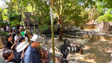 visitors observe pygmy hippo in natural habitat