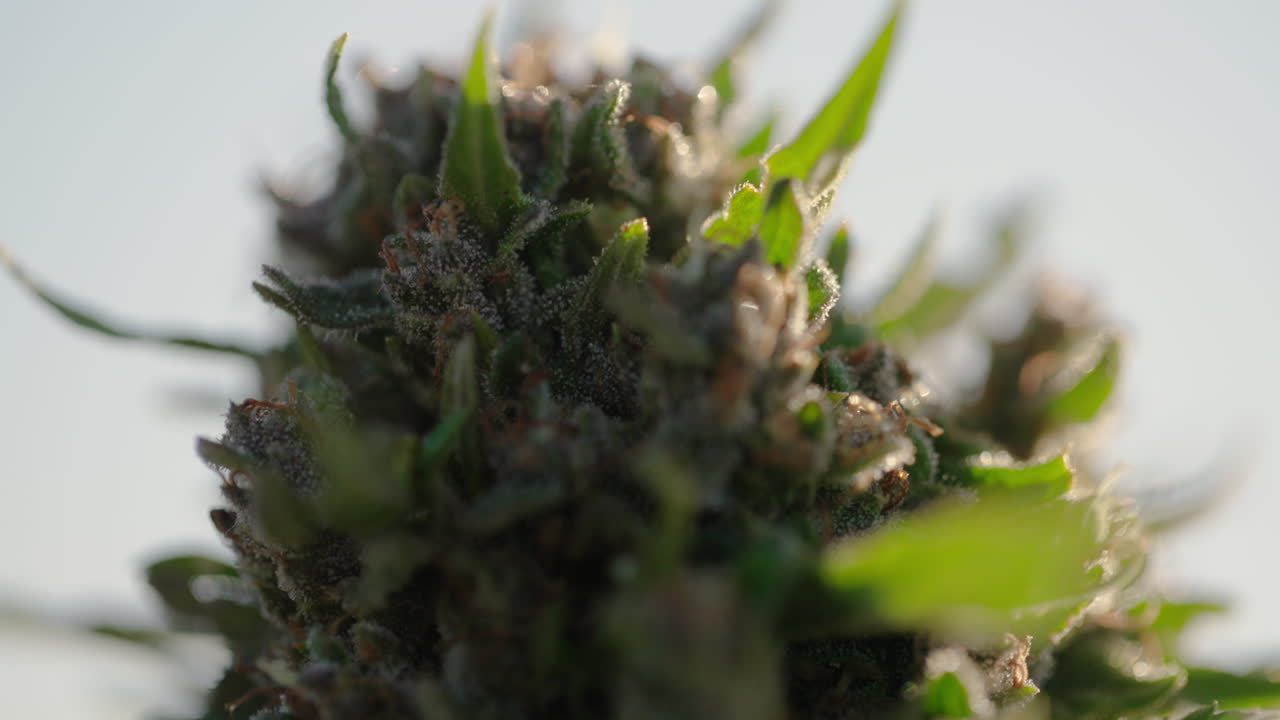 Close-up of a Cannabis Bud