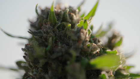 close-up of a cannabis bud